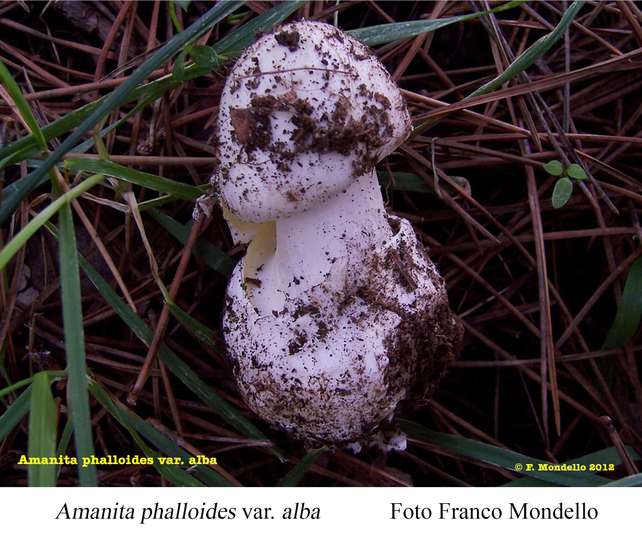 Foto08 Amanita phalloides var alba