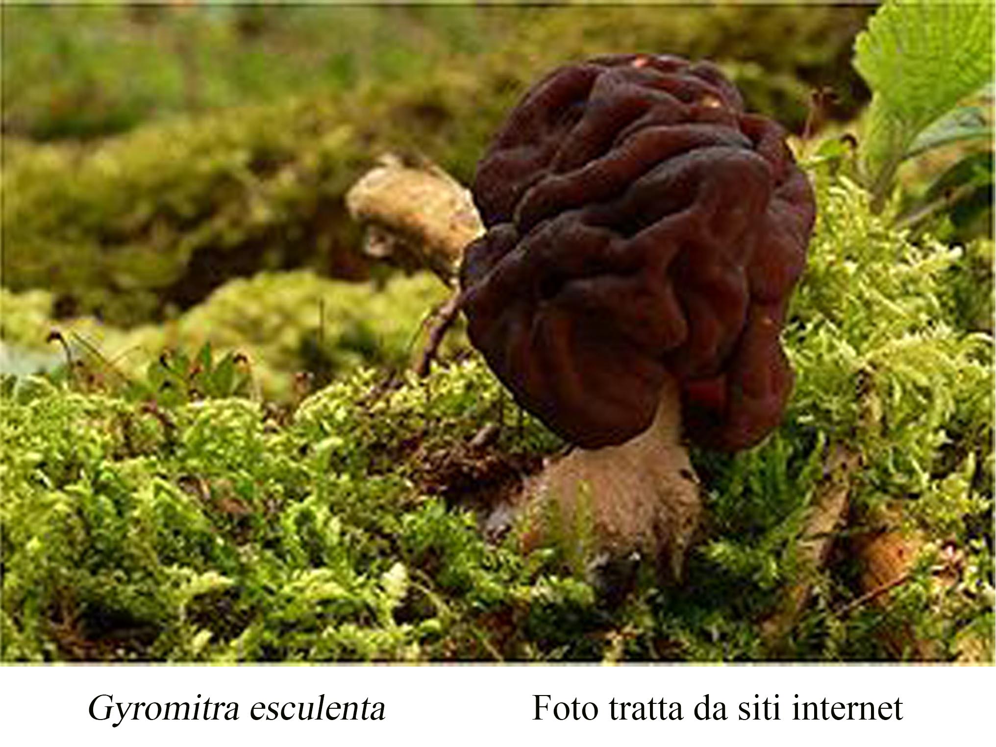 Foto09 Gyromitra esculenta