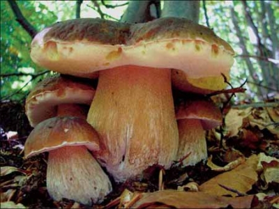 E’ tempo di funghi: tanti minerali poche calorie!