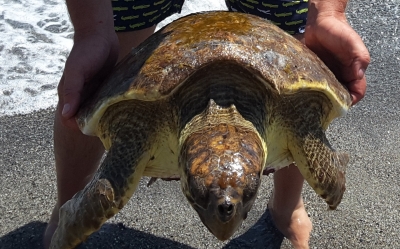 CARMELO AUDITORE E GIUSY DE PASQUALE DI SANTO STEFANO MEDIO (ME) PROTAGONISTI DI UN SALVATAGGIO  DI UNA  TARTARUGA MARINA MAGNIFICO ESEMPLARE DI  “CARETTA CARETTA”.