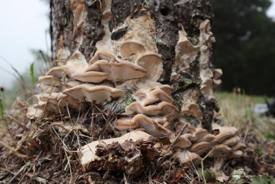 Fomitopsis iberica primo ritrovamento nel territorio messinese